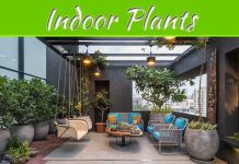 10 Benefits Of Indoor Plants 10 Benefits Of Indoor Plants