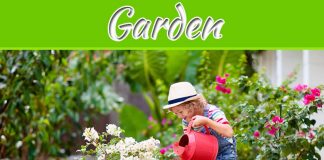 8 Outdoor Plants That Also Thrive Indoors 8 Outdoor Plants That Also Thrive Indoors