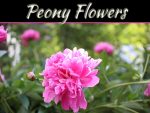 Here Are Some Fascinating Details On Peony Flowers And Why Their Leaves Curl Here Are Some Fascinating Details On Peony Flowers And Why Their Leaves Curl