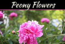Here Are Some Fascinating Details On Peony Flowers And Why Their Leaves Curl Here Are Some Fascinating Details On Peony Flowers And Why Their Leaves Curl