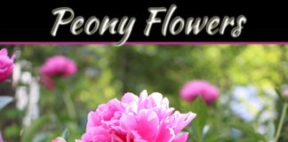 Here Are Some Fascinating Details On Peony Flowers And Why Their Leaves Curl Here Are Some Fascinating Details On Peony Flowers And Why Their Leaves Curl
