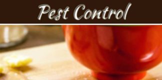 Most Common Reasons To Have Ants In Your House Most Common Reasons To Have Ants In Your House