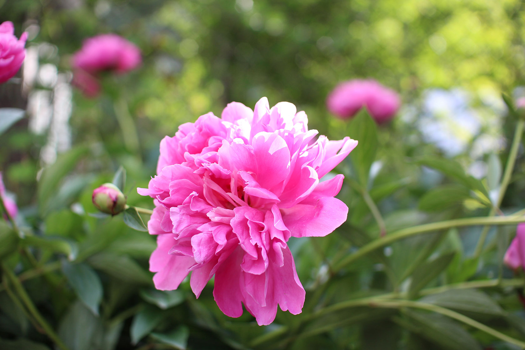 Here Are Some Fascinating Details On Peony Flowers And Why Their Leaves ...