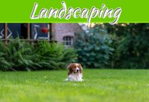 7 Landscaping Tips Cor Dog Owners 7 Landscaping Tips Cor Dog Owners