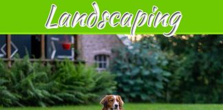 7 Landscaping Tips Cor Dog Owners 7 Landscaping Tips Cor Dog Owners