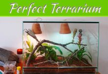 How To Set Up A Terrarium For Your Pet Reptile How To Set Up A Terrarium For Your Pet Reptile