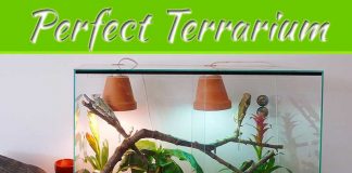 How To Set Up A Terrarium For Your Pet Reptile How To Set Up A Terrarium For Your Pet Reptile
