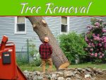 Top Ten Signs You Need Tree Removal Service Kansas City