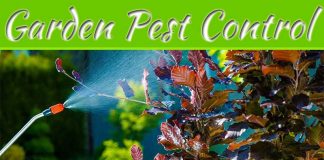 Beginners Guide To Protecting Your Garden From Pests Beginners Guide To Protecting Your Garden From Pests
