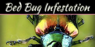 How Do I Make My Bed Bed Bug Proof? How Do I Make My Bed Bed Bug Proof?