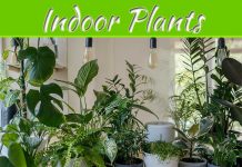 How Do You Arrange Aesthetically In Plants? How Do You Arrange Aesthetically In Plants?