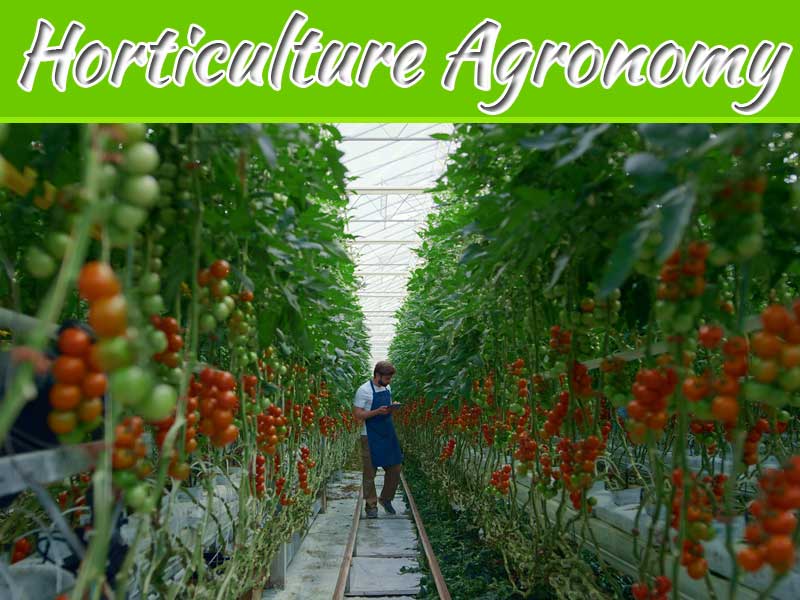 How To Get Benefit From Horticulture Agronomy Services?