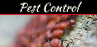How To Get Rid Of Outdoor Pests: Expert Tips How To Get Rid Of Outdoor Pests: Expert Tips