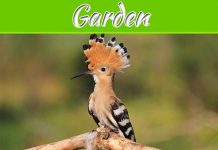 Bird Exclusion For Gardens Bird Exclusion For Gardens