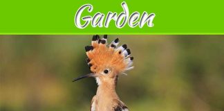 Bird Exclusion For Gardens Bird Exclusion For Gardens
