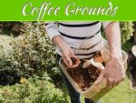 How To Use Coffee Grounds In The Garden