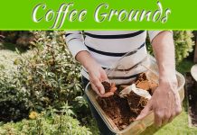 How To Use Coffee Grounds In The Garden How To Use Coffee Grounds In The Garden
