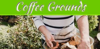 How To Use Coffee Grounds In The Garden How To Use Coffee Grounds In The Garden