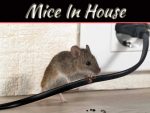 Tell Tale Signs You Have Mice In The House