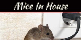 Tell Tale Signs You Have Mice In The House Tell Tale Signs You Have Mice In The House