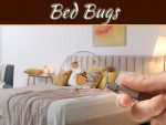 Top 5 Tips To Deal With Houston’s Bed Bug Epidemic
