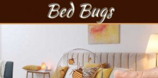 Top 5 Tips To Deal With Houston’s Bed Bug Epidemic Top 5 Tips To Deal With Houston's Bed Bug Epidemic