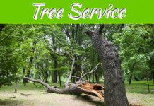 Top Ten Signs You Need Tree Service Olathe Top Ten Signs You Need Tree Service Olathe