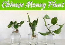 How To Propagate A Chinese Money Plant How To Propagate A Chinese Money Plant
