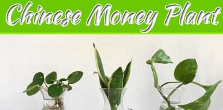 How To Propagate A Chinese Money Plant How To Propagate A Chinese Money Plant