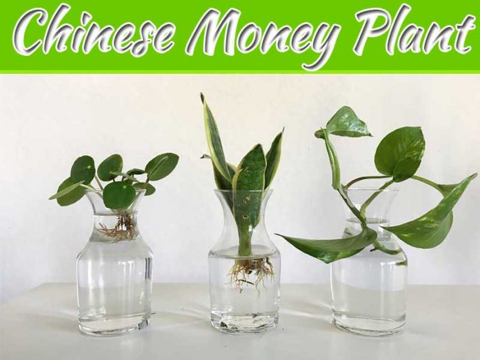 Propagate A Chinese Money Plant | My Decorative