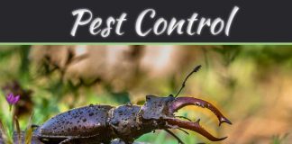How To Be Pest Free This Holiday? How To Be Pest Free This Holiday?