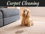 Effective Way To Remove Dog Urine Smell From Carpet