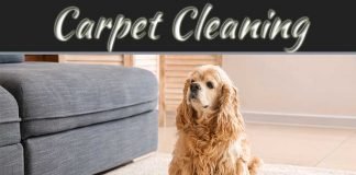 Effective Way To Remove Dog Urine Smell From Carpet Effective Way To Remove Dog Urine Smell From Carpet