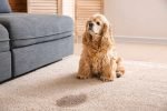 Remove Dog Urine Smell From Carpet