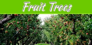 11 Most Popular Fruit Trees And Their Benefits 11 Most Popular Fruit Trees And Their Benefits