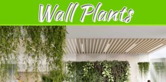 The Best Plants To Include In Your Living Wall The Best Plants To Include In Your Living Wall
