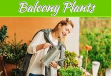 Balcony Plants Make Your Mind Calm And Bring Positivity Balcony Plants Make Your Mind Calm And Bring Positivity