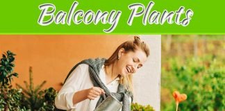 Balcony Plants Make Your Mind Calm And Bring Positivity Balcony Plants Make Your Mind Calm And Bring Positivity
