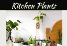 7 Houseplants That Will Thrive In Your Kitchen 7 Houseplants That Will Thrive In Your Kitchen