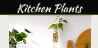 7 Houseplants That Will Thrive In Your Kitchen 7 Houseplants That Will Thrive In Your Kitchen