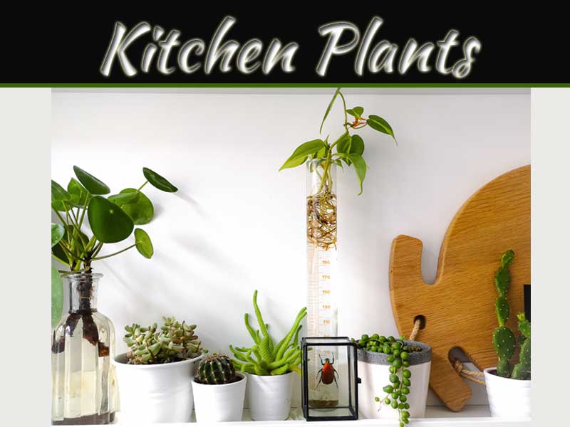 7 Houseplants That Will Thrive In Your Kitchen