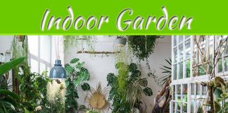 How To Choose The Right Hydroponic Indoor Garden Grow Light For Plants How To Choose The Right Hydroponic Indoor Garden Grow Light For Plants