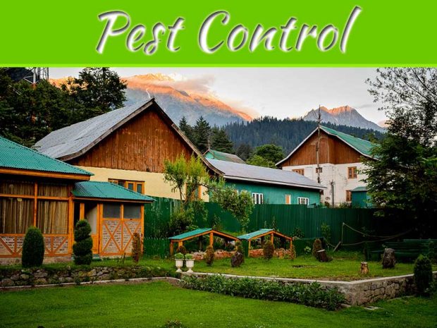 How To Deter And Prevent Mosquitoes From Breeding In Your Yard