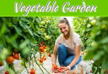 Vegetable Garden Ideas For 2023 Vegetable Garden Ideas For 2023