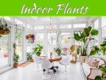 Natural Vibes: Incorporating Plants For Trendy Interior Decor Natural Vibes: Incorporating Plants For Trendy Interior Decor