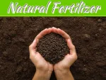 Nourishing Your Garden: The Benefits Of Chicken Manure Fertilizer Nourishing Your Garden: The Benefits Of Chicken Manure Fertilizer