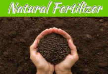 Nourishing Your Garden: The Benefits Of Chicken Manure Fertilizer Nourishing Your Garden: The Benefits Of Chicken Manure Fertilizer