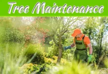 The Benefits Of Tree Maintenance For Your Raising Your Property Value The Benefits Of Tree Maintenance For Your Raising Your Property Value