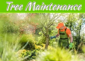 The Benefits Of Tree Maintenance For Your Raising Your Property Value The Benefits Of Tree Maintenance For Your Raising Your Property Value