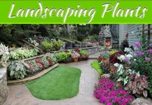 10 Of The Best Landscaping Plants For Snowy States 10 Of The Best Landscaping Plants For Snowy States